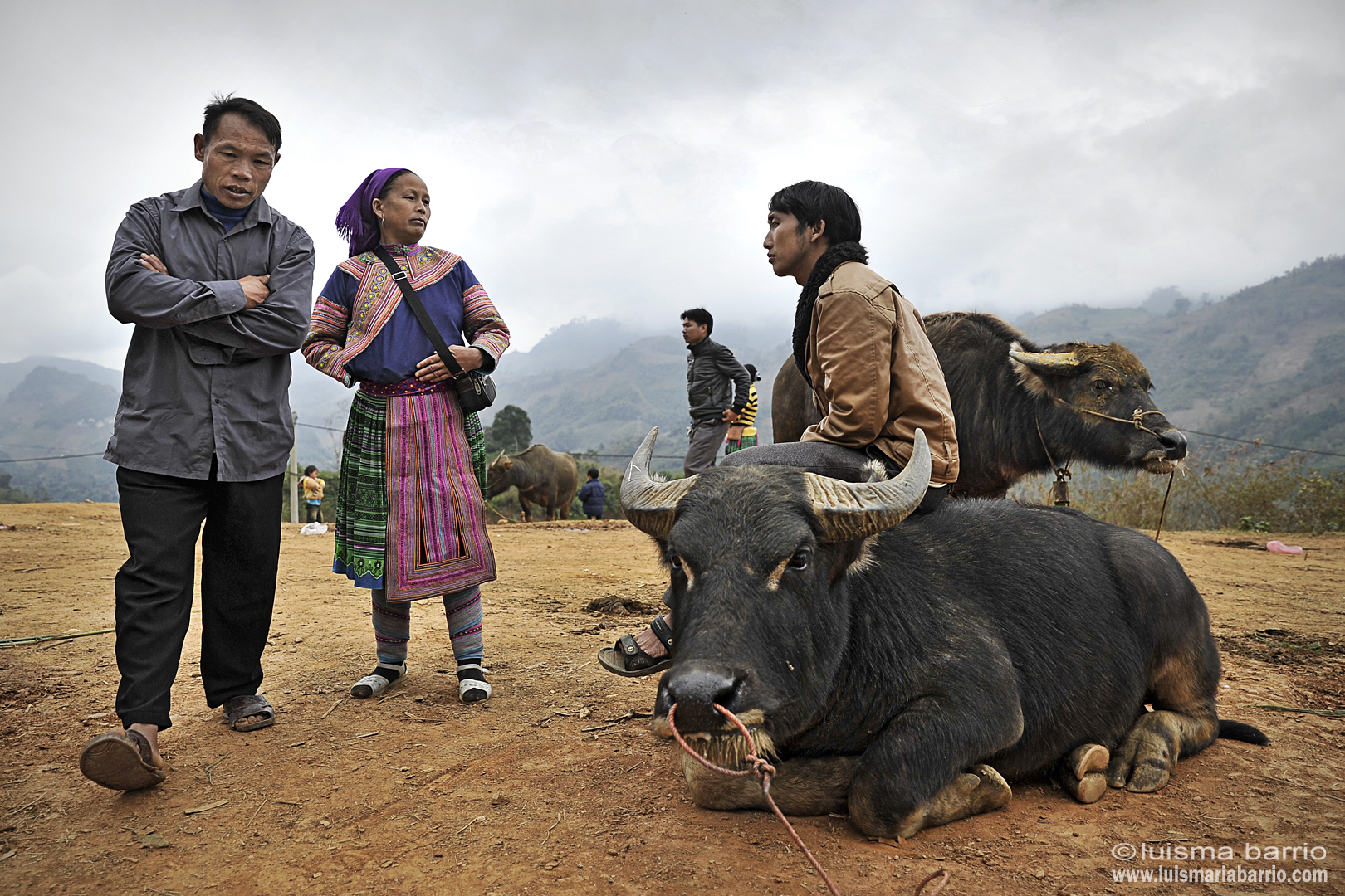 mercado animales bufalo vietnam gente hmong