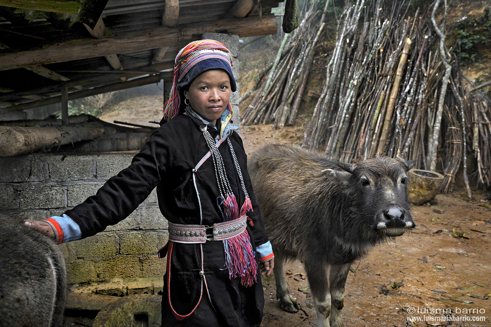 mujer  vietnam hmong bufalo
