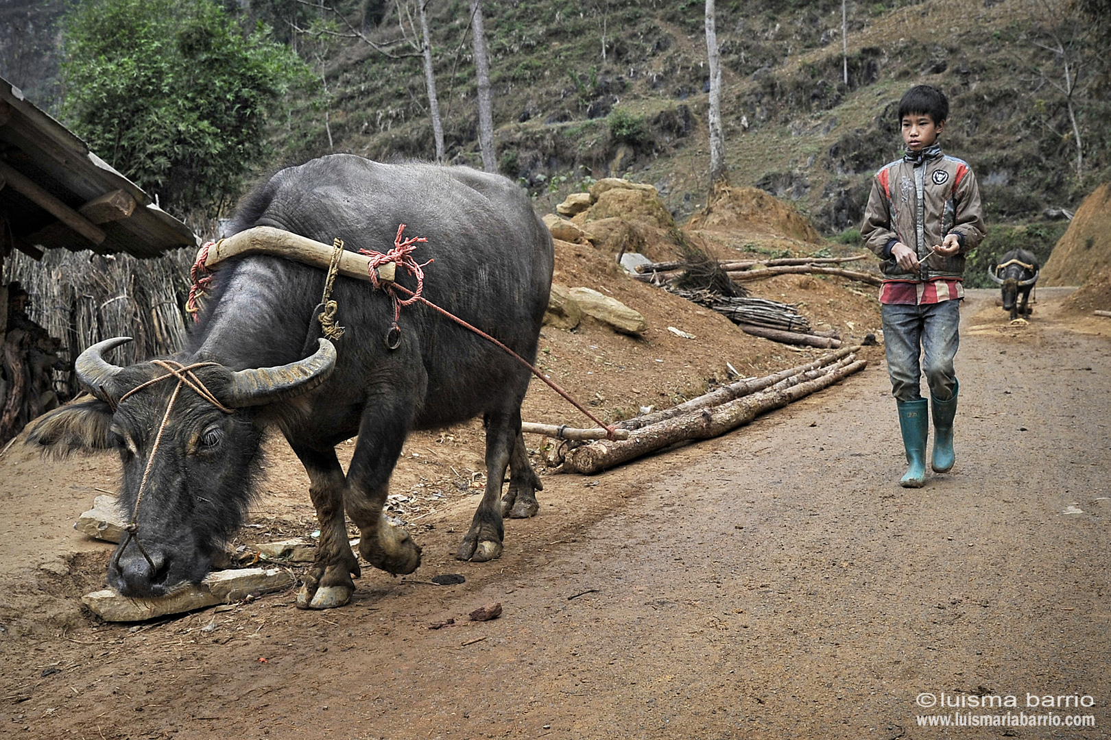 gente  montañas chico vietnam hmong bufalo